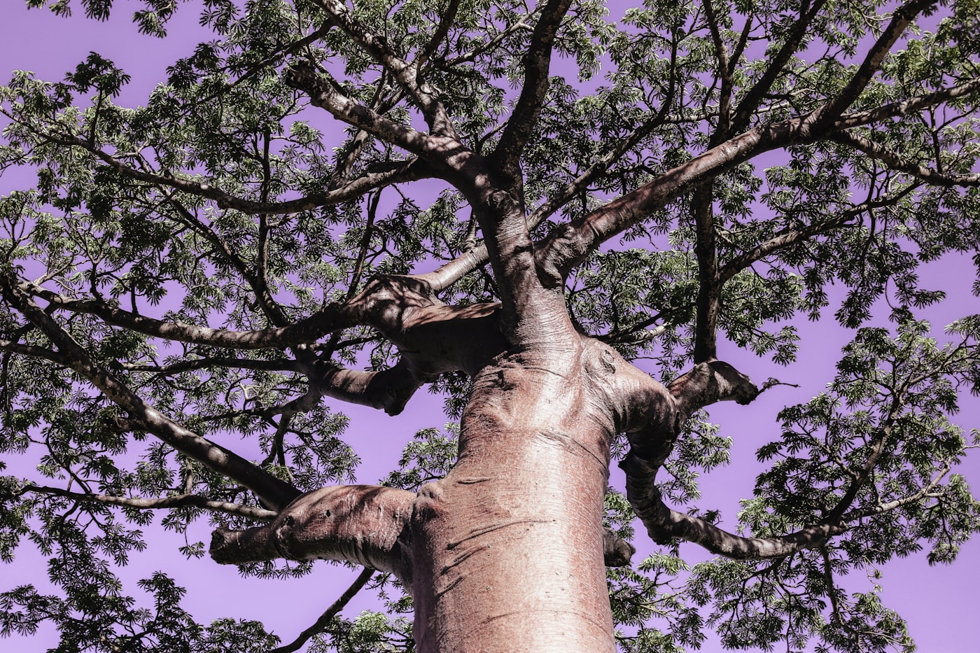 MADAGASCAR supply area